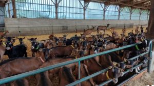 exploitation caprine