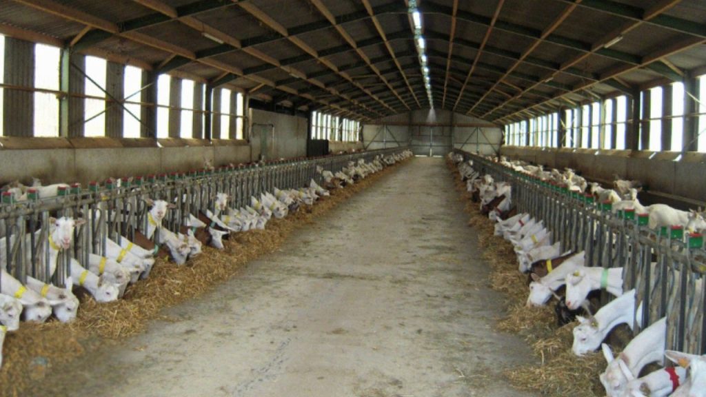 exploitation caprine achat