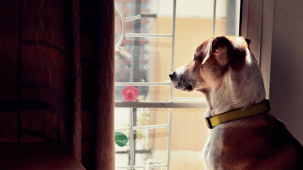 Chien dangereux dans un logement - Chose qu'un propriétaire peut interdire au locataire